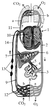 Иллюстрация к книге — Массаж и лечебная физкультура [i_059.jpg]