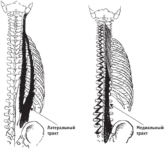 Иллюстрация к книге — Первая скрипка позвоночника. Революционная методика лечения остеохондроза [_06.jpg]