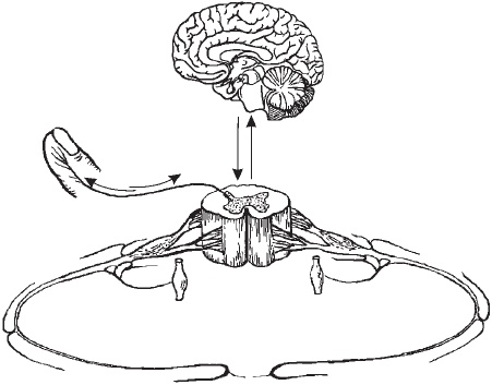 Иллюстрация к книге — Первая скрипка позвоночника. Революционная методика лечения остеохондроза [_13.jpg]