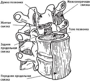 Иллюстрация к книге — Первая скрипка позвоночника. Революционная методика лечения остеохондроза [_19.jpg]