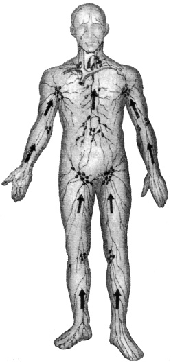 Иллюстрация к книге — Атлас профессионального массажа [i_005.jpg]
