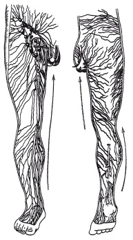 Иллюстрация к книге — Атлас профессионального массажа [i_007.jpg]