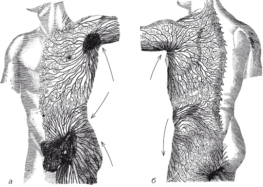 Иллюстрация к книге — Атлас профессионального массажа [i_008.jpg]