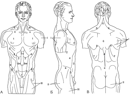 Иллюстрация к книге — Атлас профессионального массажа [i_017.jpg]