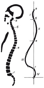 Иллюстрация к книге — Атлас профессионального массажа [i_026.jpg]