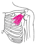 Иллюстрация к книге — Атлас профессионального массажа [i_056.jpg]