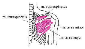 Иллюстрация к книге — Атлас профессионального массажа [i_063.jpg]