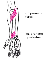 Иллюстрация к книге — Атлас профессионального массажа [i_074.jpg]