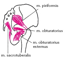 Иллюстрация к книге — Атлас профессионального массажа [i_101.jpg]