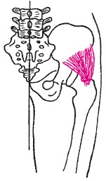 Иллюстрация к книге — Атлас профессионального массажа [i_105.jpg]