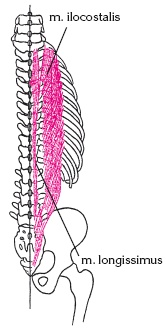 Иллюстрация к книге — Атлас профессионального массажа [i_107.jpg]