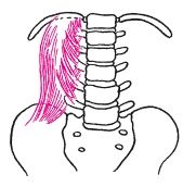 Иллюстрация к книге — Атлас профессионального массажа [i_108.jpg]