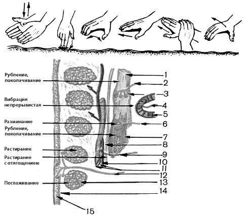 Иллюстрация к книге — Атлас профессионального массажа [i_143.jpg]
