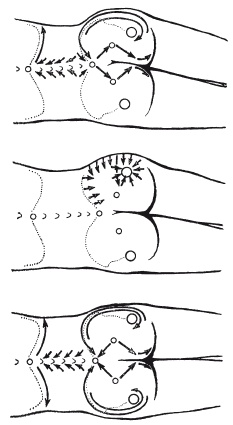 Иллюстрация к книге — Атлас профессионального массажа [i_200.jpg]