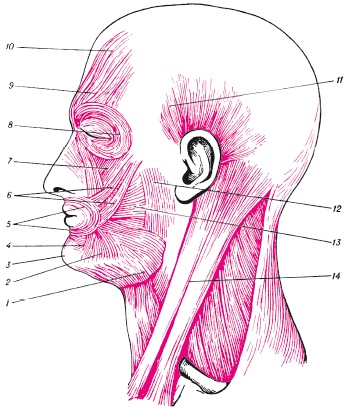 Иллюстрация к книге — Атлас профессионального массажа [i_297.jpg]