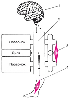 Иллюстрация к книге — Атлас профессионального массажа [i_305.jpg]