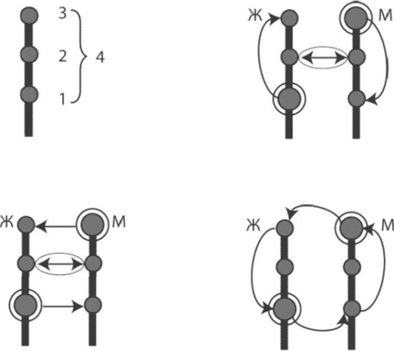 Иллюстрация к книге — Женская мудрость и мужская логика. Война полов или принцип дополнительности [img6CFC.jpg]