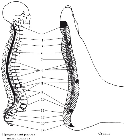 Иллюстрация к книге — Здоровье ваших ног [i_012.jpg]