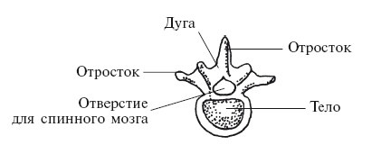 Иллюстрация к книге — Позвоночник - ключ к здоровью [Autogen_eBook_id11.jpg]