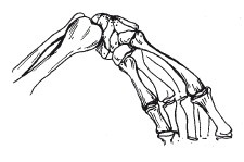 Иллюстрация к книге — Позвоночник - ключ к здоровью [Autogen_eBook_id6.jpg]