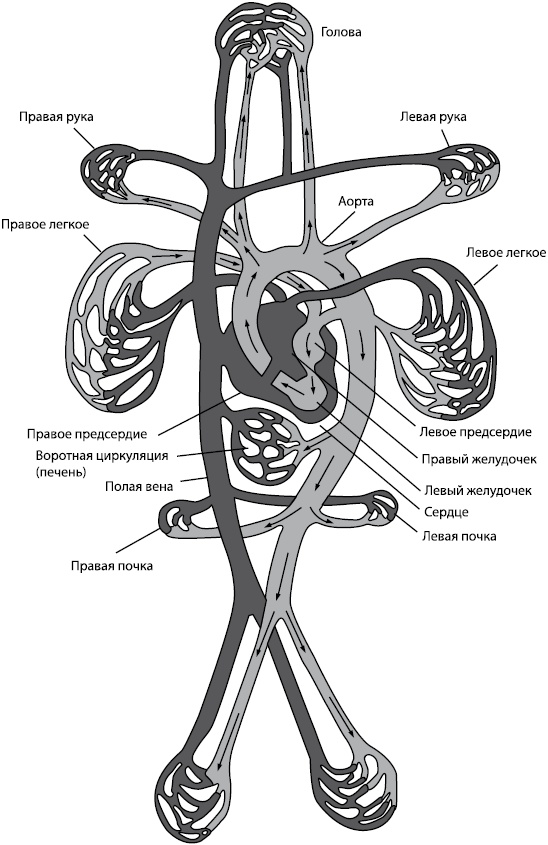 Иллюстрация к книге — Здоровое сердце [i_002.jpg]