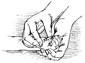 Иллюстрация к книге — Детский массаж. Поэтапное руководство [i_058.jpg]