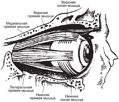 Иллюстрация к книге — Сними очки за 10 занятий [_03.jpg]