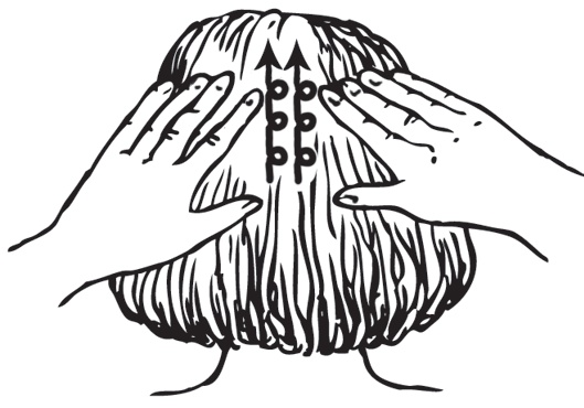 Иллюстрация к книге — Энциклопедия массажа [i_038.jpg]