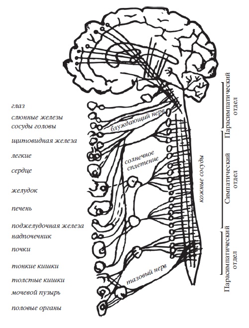 Иллюстрация к книге — Энциклопедия массажа [i_117.jpg]