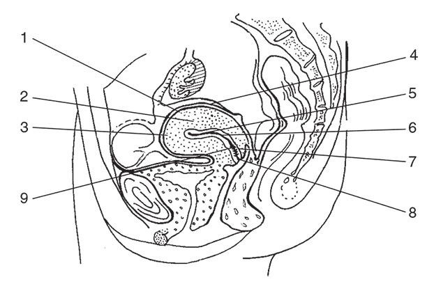 Иллюстрация к книге — Здоровье женщины. Энциклопедия [Autogen_eBook_id1.jpg]