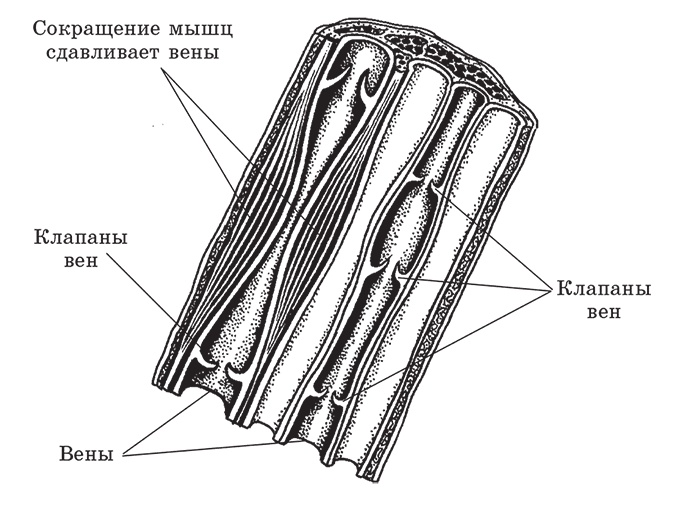 Иллюстрация к книге — Здоровье женщины. Энциклопедия [Autogen_eBook_id7.jpg]