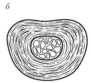 Иллюстрация к книге — Остеохондроз [Autogen_eBook_id19.jpg]