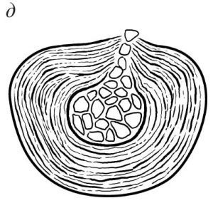 Иллюстрация к книге — Остеохондроз [Autogen_eBook_id22.jpg]