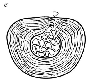 Иллюстрация к книге — Остеохондроз [Autogen_eBook_id23.jpg]