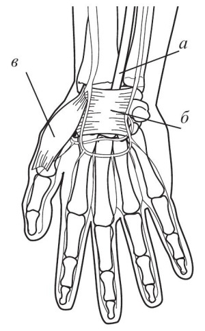 Иллюстрация к книге — Остеохондроз [Autogen_eBook_id59.jpg]