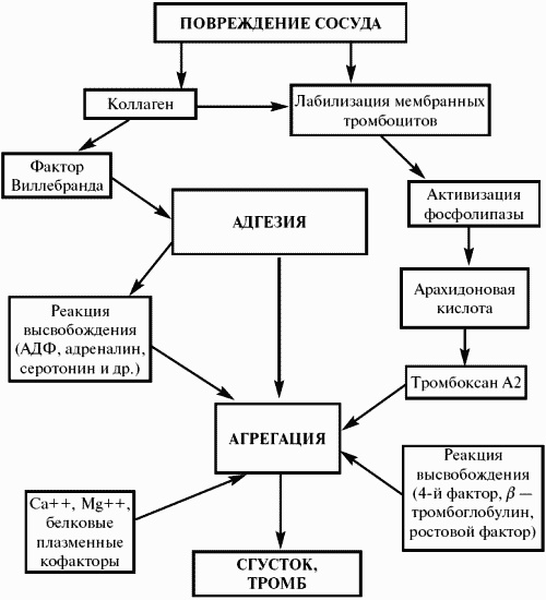 Иллюстрация к книге — Заболевания крови. Полный справочник [_071.jpg]