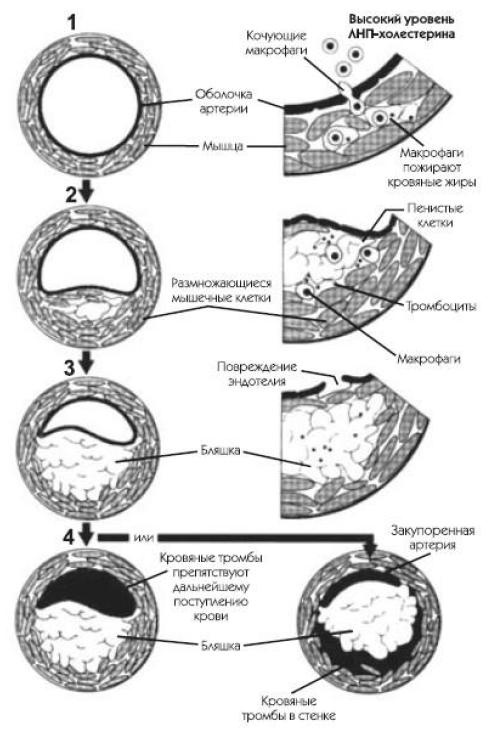 Иллюстрация к книге — Здоровье без таблеток. Натуральные заменители химических лекарств [i_001.jpg]
