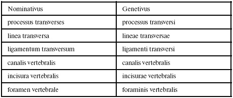 Иллюстрация к книге — Латинский язык для медиков. Конспект лекций [i_018.jpg]