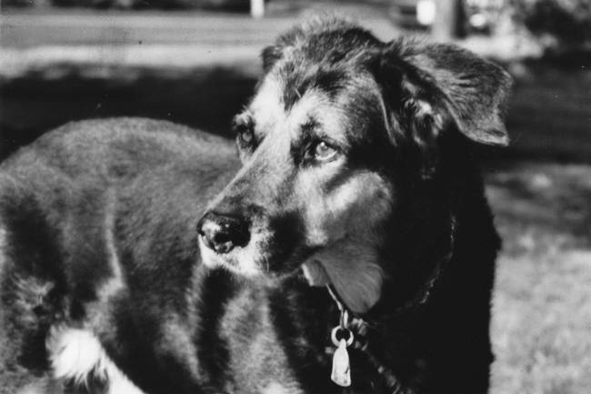 Иллюстрация к книге — Собака, которая спустилась с холма. Незабываемая история Лу, лучшего друга и героя [i_002.jpg]