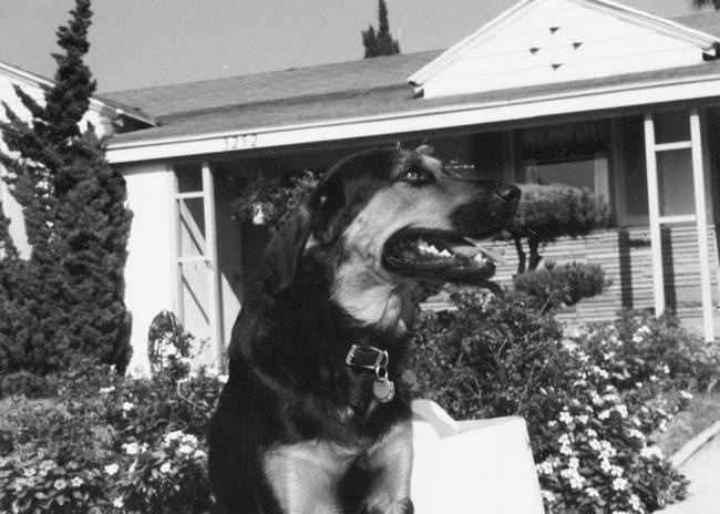 Иллюстрация к книге — Собака, которая спустилась с холма. Незабываемая история Лу, лучшего друга и героя [i_006.jpg]