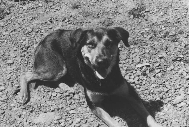 Иллюстрация к книге — Собака, которая спустилась с холма. Незабываемая история Лу, лучшего друга и героя [i_007.jpg]