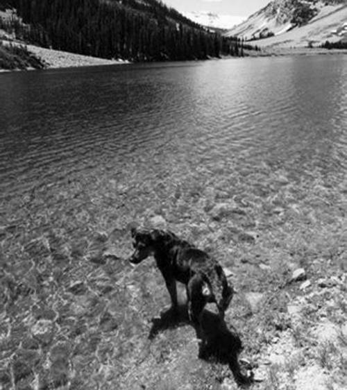 Иллюстрация к книге — Собака, которая спустилась с холма. Незабываемая история Лу, лучшего друга и героя [i_008.jpg]