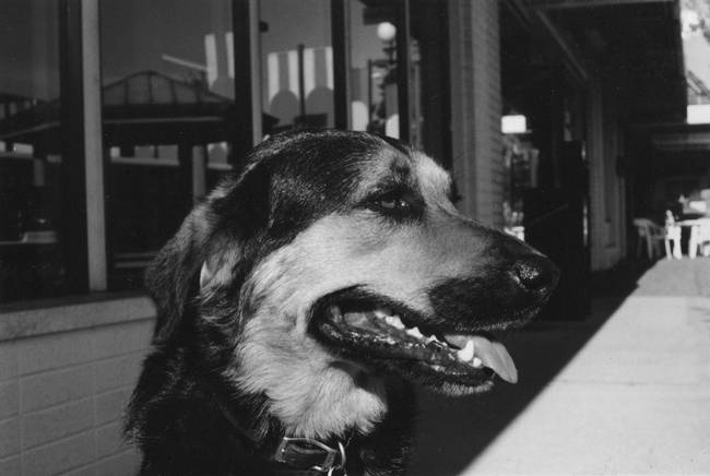 Иллюстрация к книге — Собака, которая спустилась с холма. Незабываемая история Лу, лучшего друга и героя [i_009.jpg]