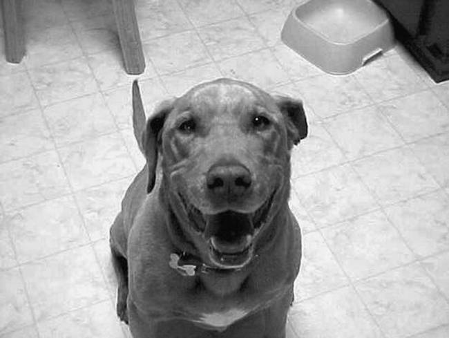 Иллюстрация к книге — Собака, которая спустилась с холма. Незабываемая история Лу, лучшего друга и героя [i_010.jpg]