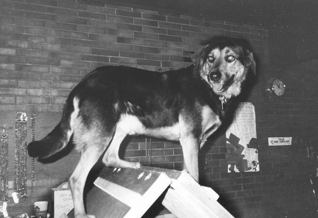 Иллюстрация к книге — Собака, которая спустилась с холма. Незабываемая история Лу, лучшего друга и героя [i_011.jpg]