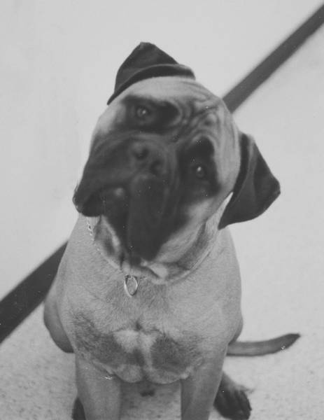 Иллюстрация к книге — Собака, которая спустилась с холма. Незабываемая история Лу, лучшего друга и героя [i_012.jpg]