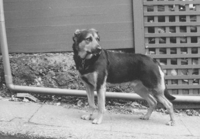 Иллюстрация к книге — Собака, которая спустилась с холма. Незабываемая история Лу, лучшего друга и героя [i_013.jpg]