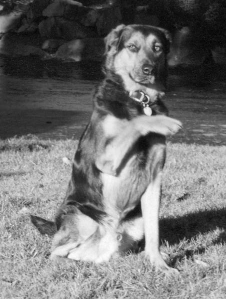 Иллюстрация к книге — Собака, которая спустилась с холма. Незабываемая история Лу, лучшего друга и героя [i_014.jpg]