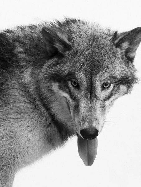 Иллюстрация к книге — Собака, которая спустилась с холма. Незабываемая история Лу, лучшего друга и героя [i_015.jpg]