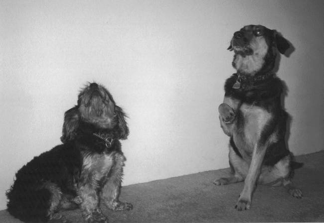 Иллюстрация к книге — Собака, которая спустилась с холма. Незабываемая история Лу, лучшего друга и героя [i_016.jpg]